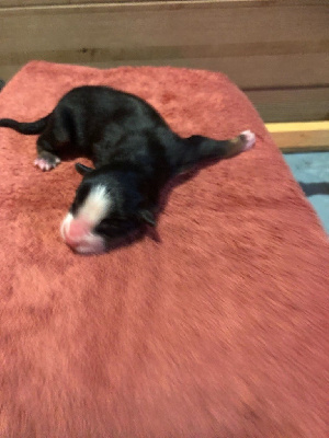 CHIOT