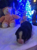 CHIOT