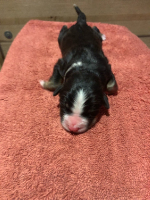 CHIOT