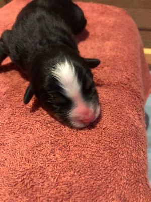 CHIOT