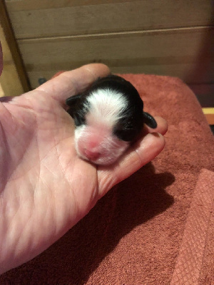 CHIOT